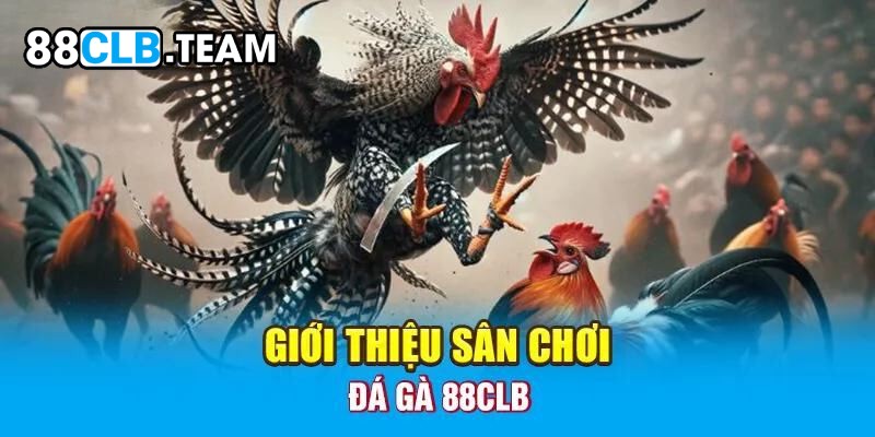 Trải nghiệm hàng trăm trận gà đá kịch tính hàng giờ